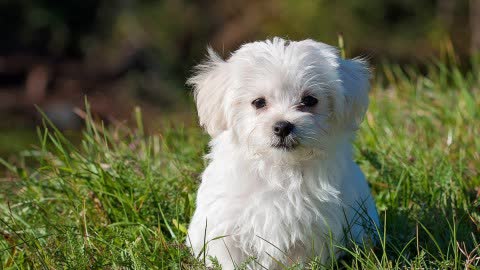 Imagem representativa: Posso levar cachorro para a Cachoeira do Rosário?