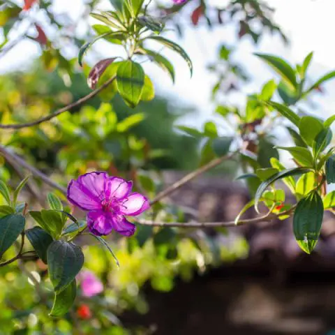 Imagem representativa: Fauna e Flora do Cerrado de Goi&aacute;s | Conhe&ccedil;a