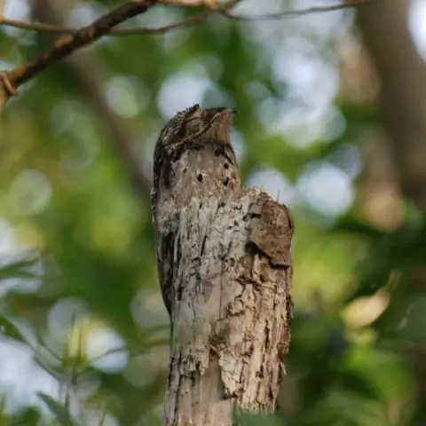 Urutau | Conheça suas lendas e mitos