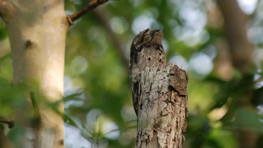 Imagem destauente: Urutau no Cerrado: Lendas, H&aacute;bitos e o Mist&eacute;rio do &ldquo;P&aacute;ssaro-Fantasma&rdquo;